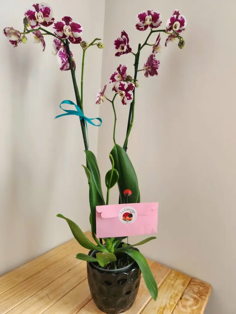 Orquídea Premium - Blood Spatter con Keiki