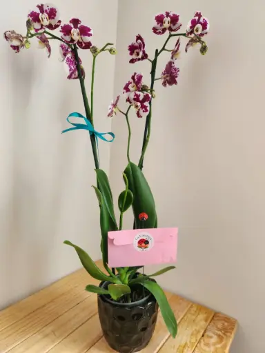 Orquídea Premium - Blood Spatter con Keiki