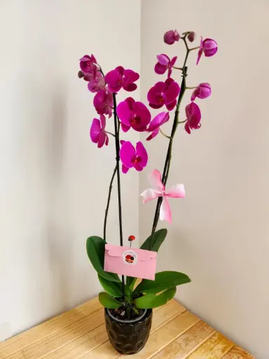 Orquídea Premium - Rosa Mexicano