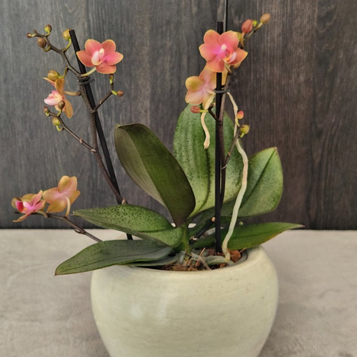 Orquídea